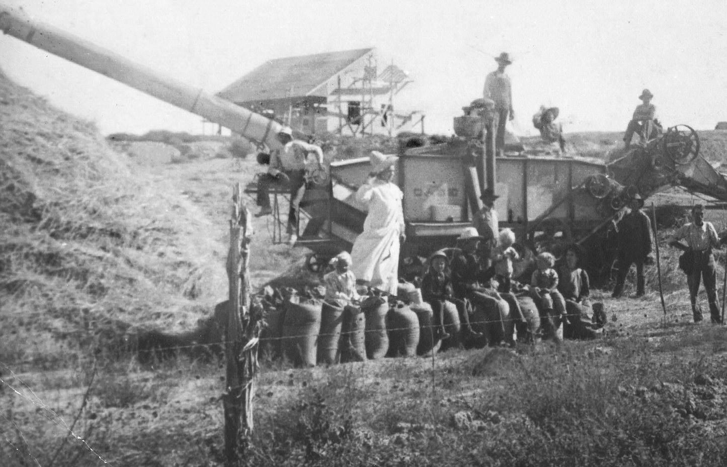 Star And Shell Earrings